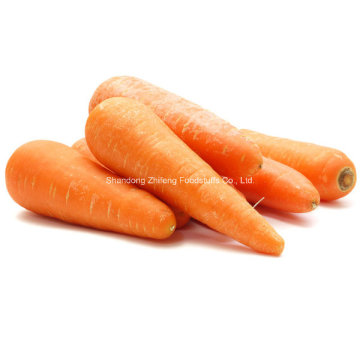 High Quality New Season Carrot